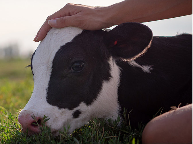 Person stroking a baby cow