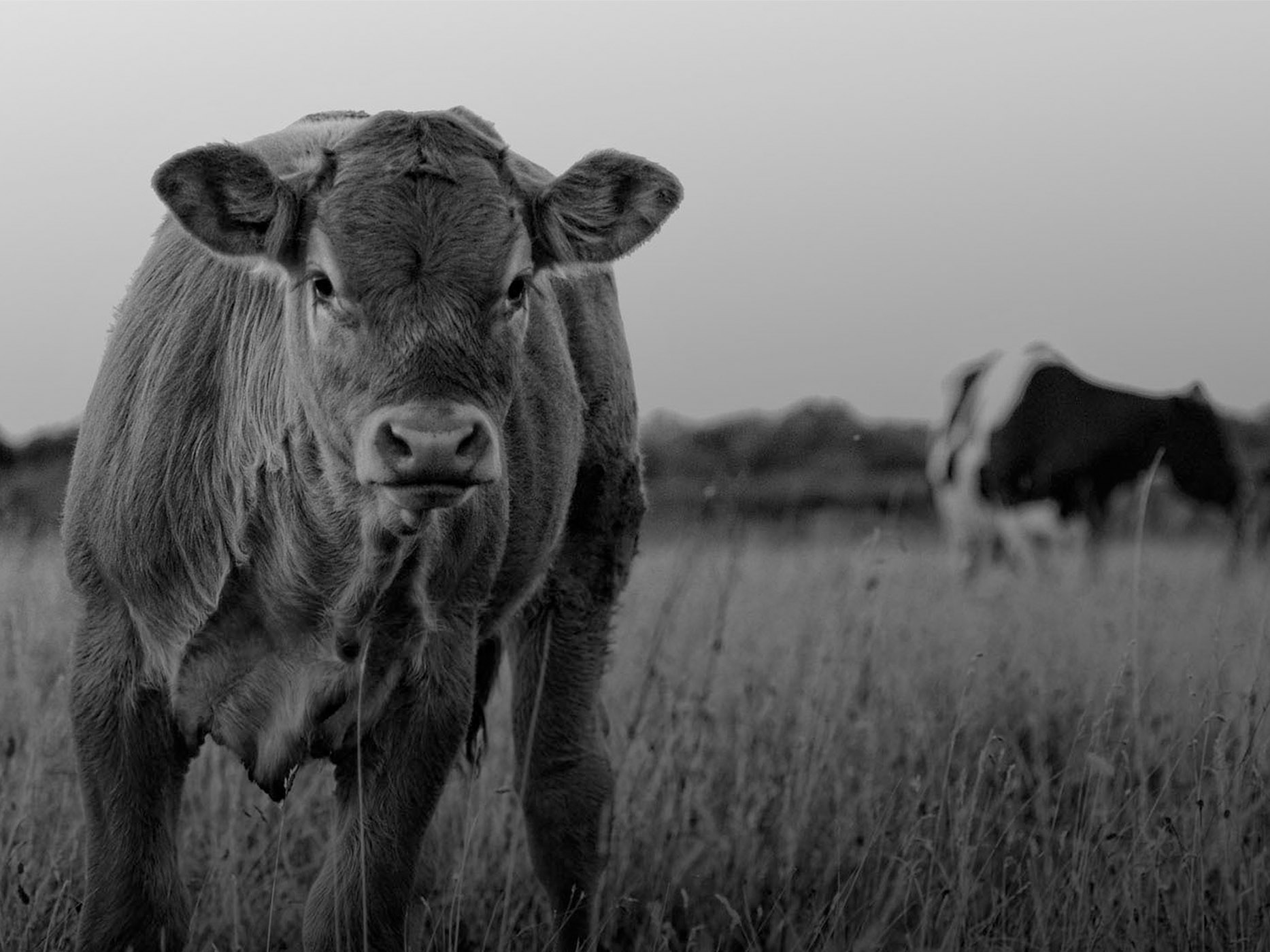 Black and white image of a cow