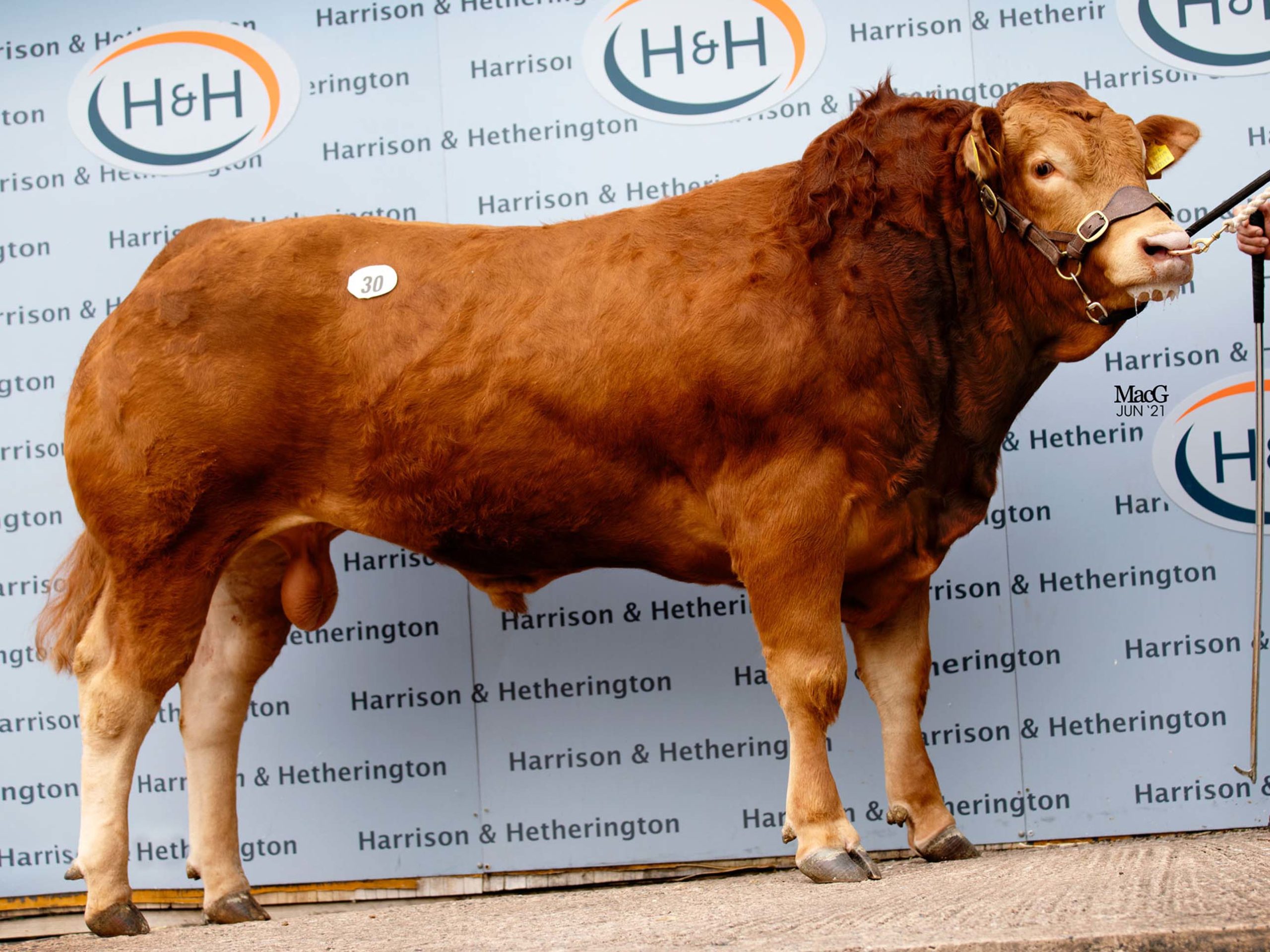 Large male orange cow. Standing in front of Harrison and Hetherington backdrop.