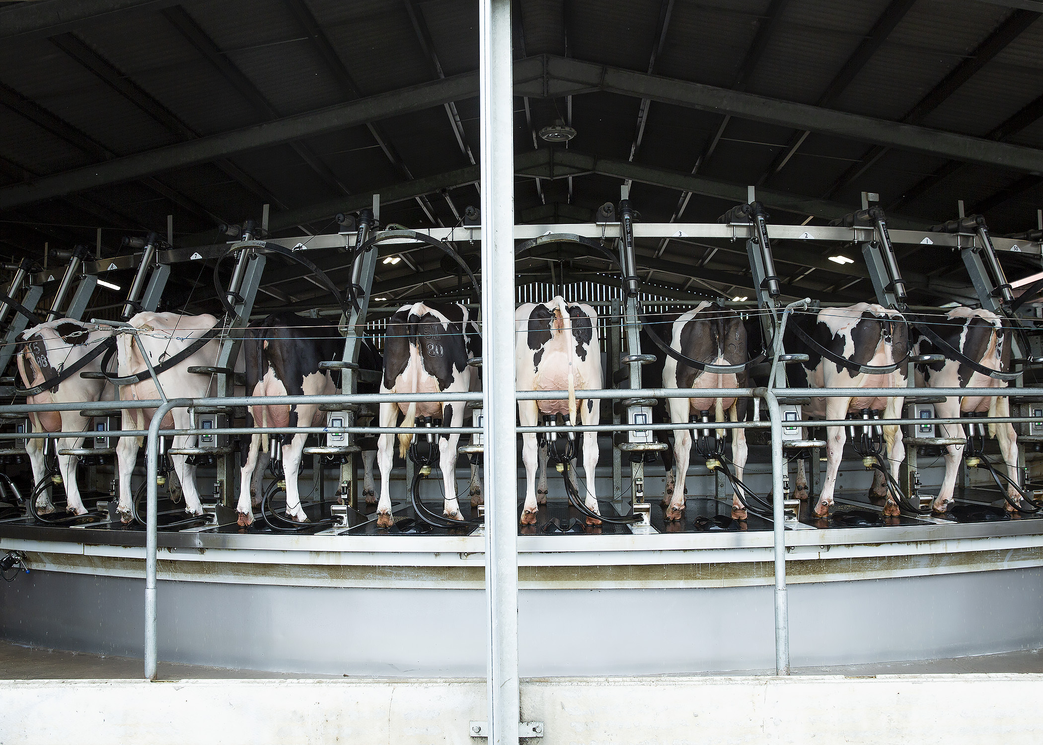 Line of cows being milked by milking machine.