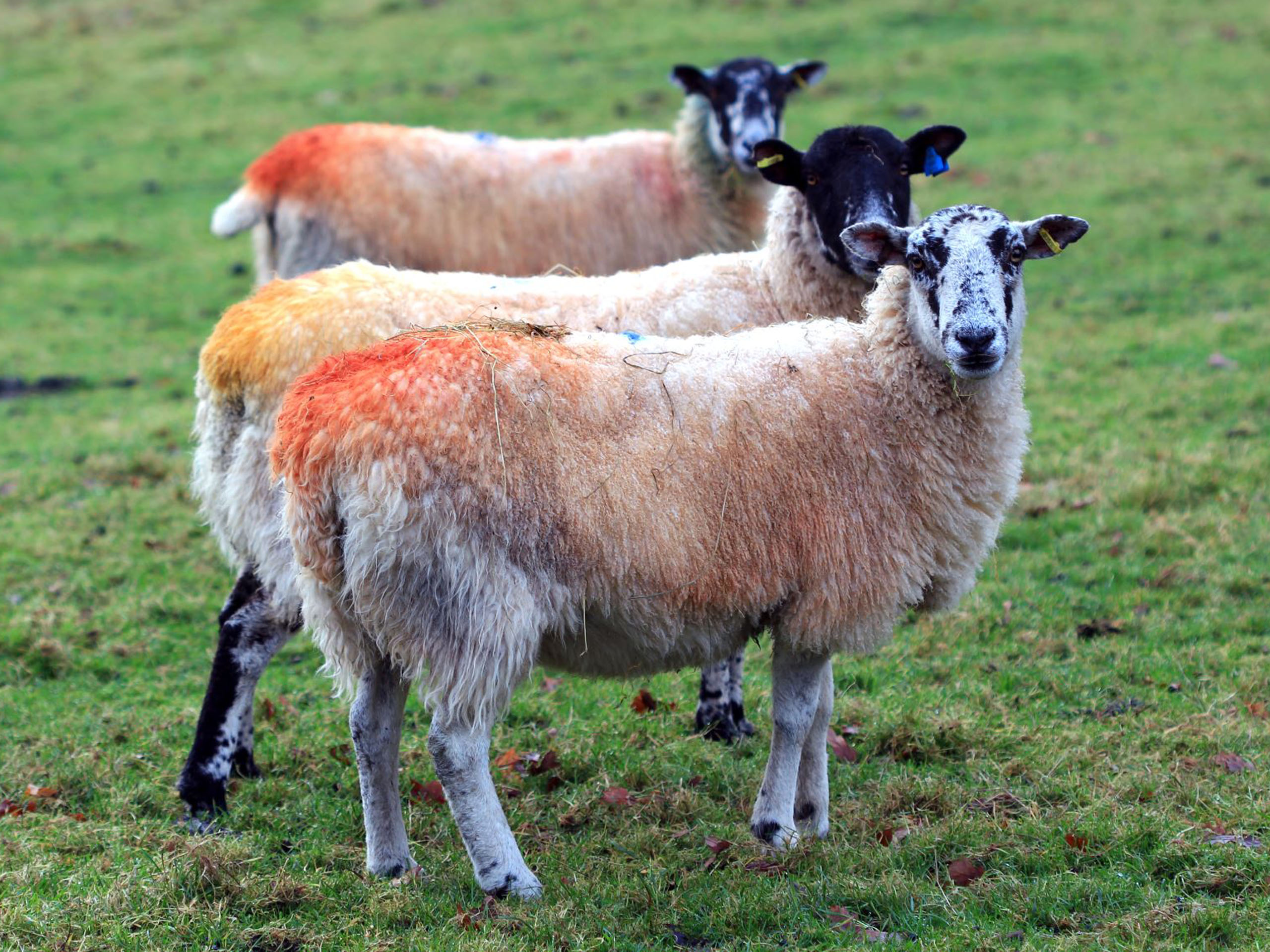 Three sprayed sheep in a field looking at camera