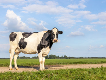 Cow standing on a field