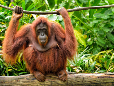 orangutan standing on a tree branch