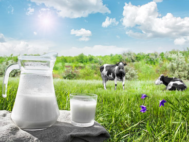 jug and glass of milk beside grazing cows