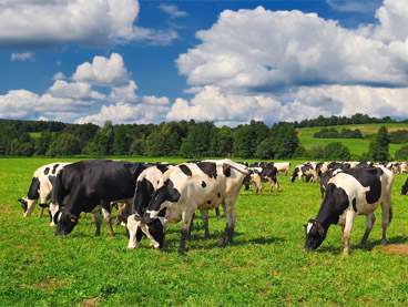 field of cows grazing