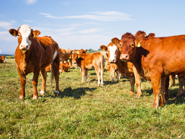 Orange cows standing in a field