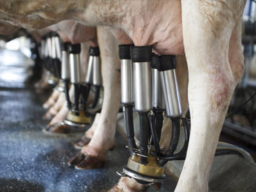 Cows being milked in a line