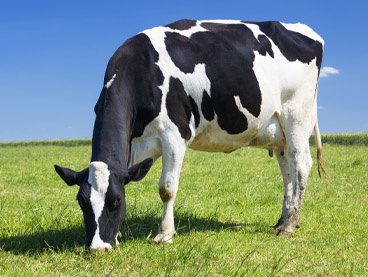 One cow grazing in a field
