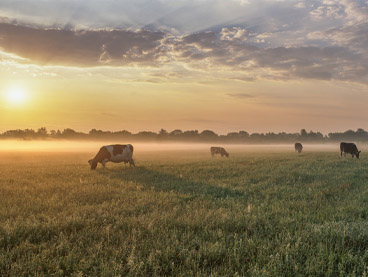 Sunset image with cows standing in a field